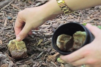 Nie wyrzucaj zużytych torebek od herbaty! Oto 10 powodów dla których powinnaś je zachować i użyć! 