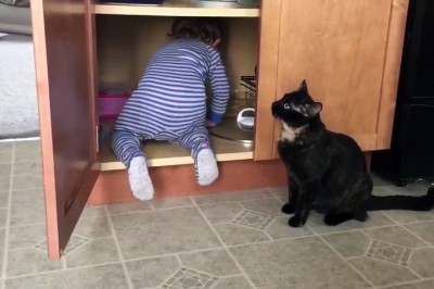 Niemowlak schował się w kuchennej szafce! Reakcja kota jasno pokazuje co sądzi o swoim człowieku! 