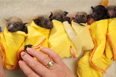 Niesamowita opieka nad nowo narodzonym nietoperzami! Zobacz jakie one są przesłodkie! 