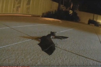 Niesamowita walka matki o bezpieczeństwo swojego dziecka! Niesamowite zachowanie!