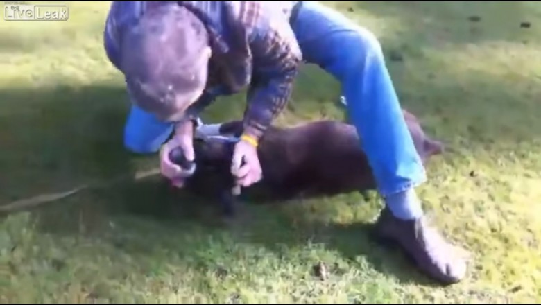 Niesamowite! Mężczyzna ratuje życie psa robiąc mu masaż serca i sztuczne oddychanie! 