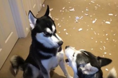 Niesamowitą kłótnia dwóch Husky kiedy właściciel zapytał kto zrobił ten bałagan na podłodze! Padniesz!