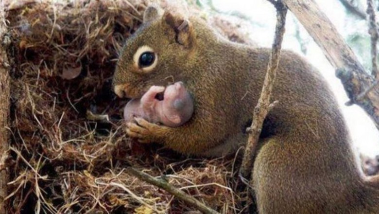 Niezwykłe nagranie gdy mama wiewiórka ratuje swoje maleństwo przed pewną śmiercią! 