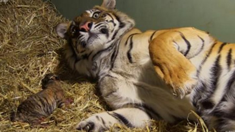 Niezwykły poród tygrysicy nagrany przez pracowników ZOO! Zbliżenie między jej łapy.. Zaniemówiłam!