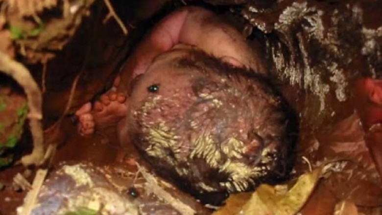 Noworodek zakopany żywcem przetrwał 24 godziny pod ziemią. Cud w Brazylii. 