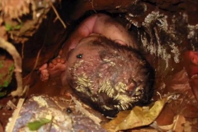 Noworodek zakopany żywcem przetrwał 24 godziny pod ziemią. Cud w Brazylii. 