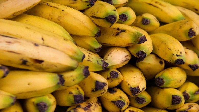 Odcinasz czarną końcówkę banana? Zobacz skąd wziął się ten nawyk i czy jest potrzebny! 