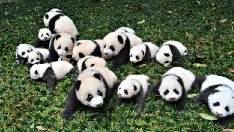 Ogłoszenie na najlepsza prace świata! W Chinach poszukują "przytulacza pand" i jeszcze za to płacą! 