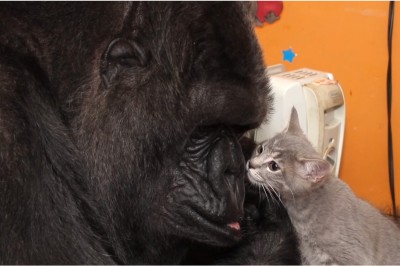 Olbrzymi goryl otwiera karton pełen małych kociaków! Jego reakcja zapiera dech w piersiach! 