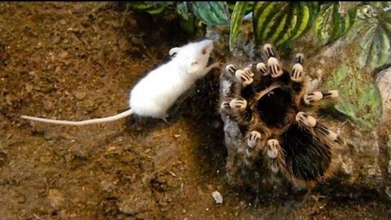 Olbrzymia tarantula pożera mysz w odwiecznej walce natury! Nie miała żadnych szans!