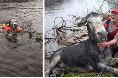 Osiołek tonął w rwącej rzecze! Gdy został wyciągnięty przez  człowieka uśmiechał się od ucha do ucha!