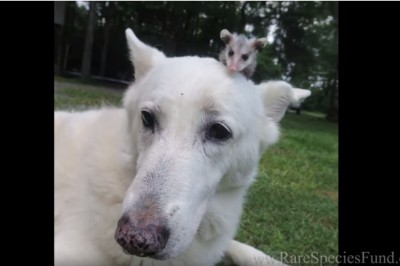 Pies adoptował małego oposa. Nosi go na grzbiecie jak prawdziwa matka. 