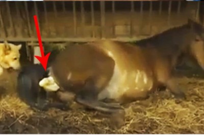 Pies czujnie pilnował klacz która własnie zaczynała rodzić! Minutę później? Niesamowity widok! 