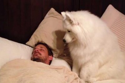 Pies obserwował czujnie śpiącego właściciela! Zobacz jak delikatnie i czule go obudził!