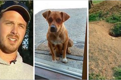 Pies przerwał wieczór kawalerski siedząc w ciszy pod drzwiami! Gdy poszli za nim odkryli sekret!