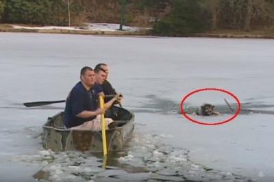 Pies topił się pod lodem! Heroiczna akcja strażaków uratowała mu życie! Bohaterowie! 