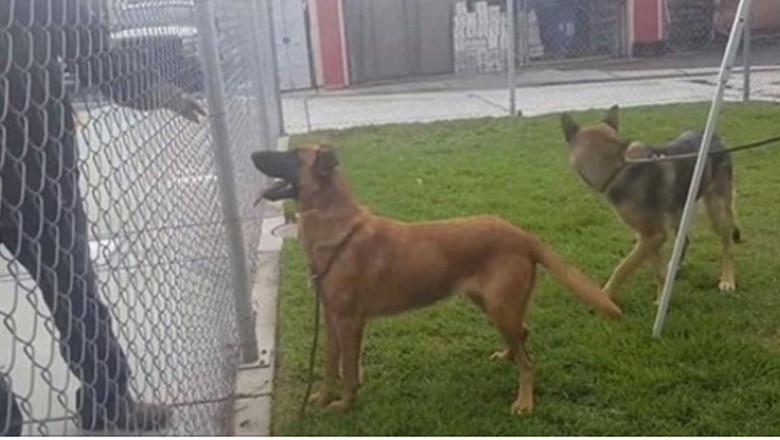 Pies w schronisku widzi jak jego dawna rodzina wybiera nowego psa! Spotyka ich słuszna kara!