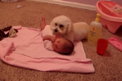 Pies wyczuł niebezpieczeństwo dla dziecka! Zobacz jak dzielnie stawał w jego obronie!