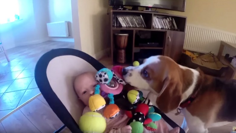 Pies zabrał dziecku zabawkę. Gdy te zaczęło płakać  jego reakcja była niesamowita! 