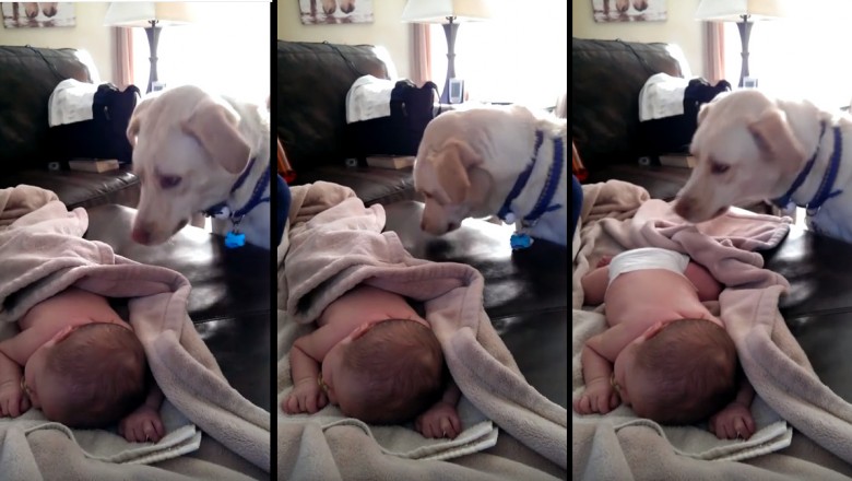 Pies zakradł się do śpiącego niemowlaka. To co mu zrobił na pewno Cię zaskoczy! 