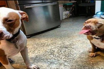 Pit Bull to groźny i niebezpieczny pies ? Na pewno nie te słodziaki! 