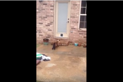 Po godzinach pracy, facet z dumą prezentuje drzwiczki dla kota. Jego reakcja sprawi, że padniesz. 