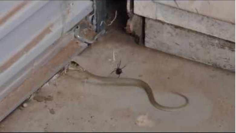 Po wejściu do garażu na ten widok prawie dostał zawału!  Czarna wdowa kontra upolowany w sieć wąż!