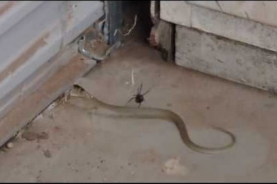 Po wejściu do garażu na ten widok prawie dostał zawału!  Czarna wdowa kontra upolowany w sieć wąż!