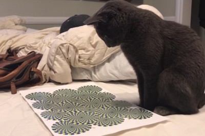 Pokazał kotu znane złudzenie optyczne! Reakcja zwierzaka jest niesamowita i ciężko się nie śmiać! 