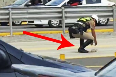 Policjant zatrzymał ruch na ruchliwej autostradzie! Teraz zobacz co podniósł z drogi! 