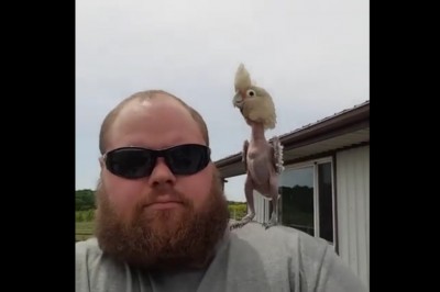 Poprzedni właściciel oskubał i niemal zabił tą papugę! Jej reakcja gdy trafiła w dobre ręce jest cudowna!