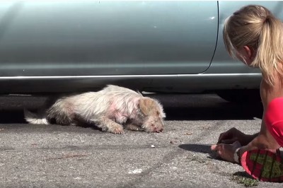 Porzucony pies po 7 miesiącach zdziczał i bał się ludzi! Zobacz niesamowita akcję ratowania biedaka!