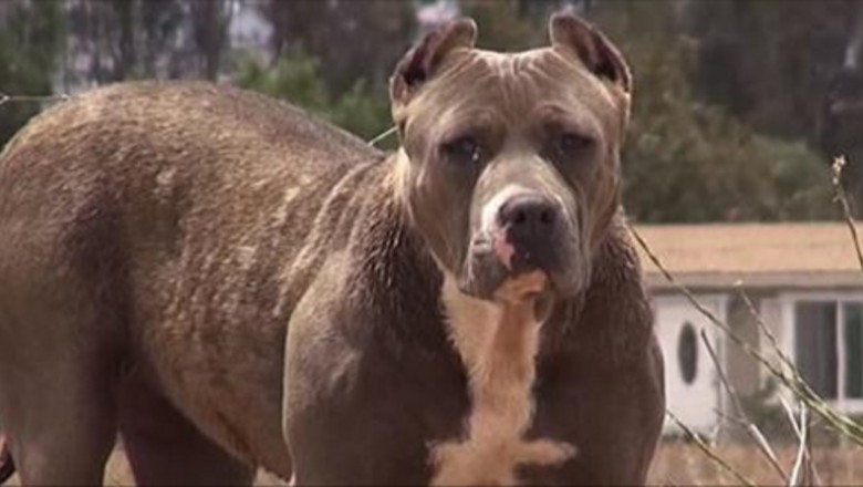 Porzucony wielki pit bull budził przerażenie mieszkańców! Zobacz co się stało gdy został złapany i...