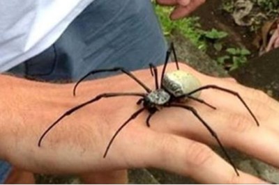 Poznaj 16 najbardziej zabójczych zwierząt na świecie! Będziesz w szoku kto jest na miejscu pierwszym! 