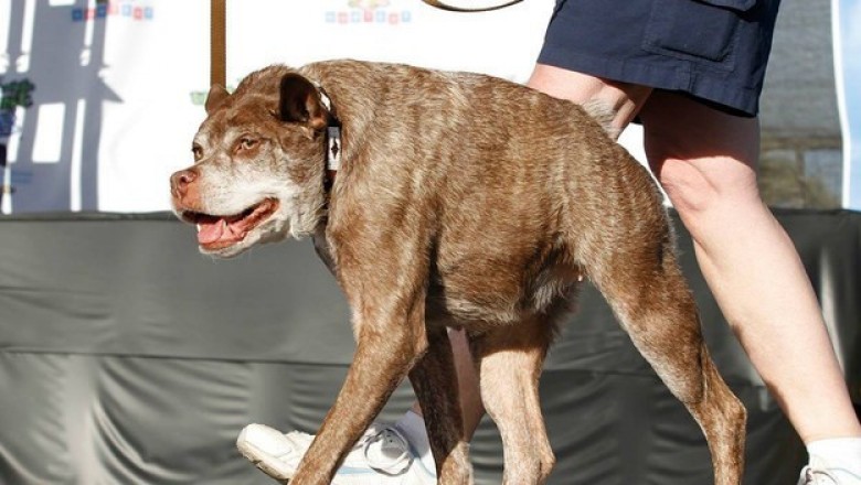 Poznaj oficjalnie najbrzydszego psa na świecie. Quasi Modo.
