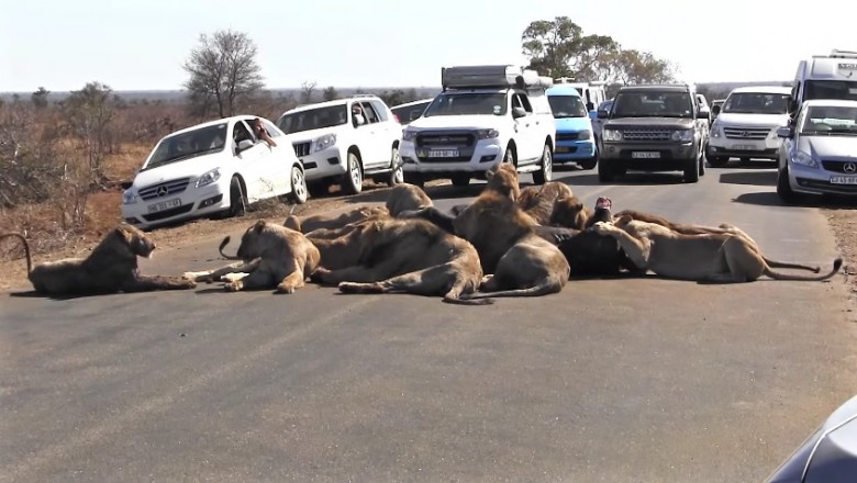 Przestraszeni kierowcy zatrzymywali swoje auta! Niezwykła uczta lwów na środku drogi!  
