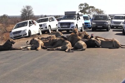 Przestraszeni kierowcy zatrzymywali swoje auta! Niezwykła uczta lwów na środku drogi!  