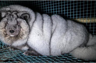 Przez 4 lata hodują i tuczą je w klatkach! Gdy już ledwo mogą się ruszać są zabijane...