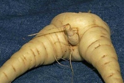 Przy tym się zarumienisz! 15 zdjęć które udowadniają, że natura też ma niesamowite poczucie humoru! 