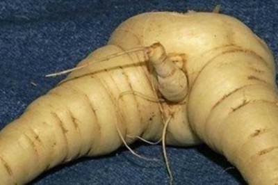 Przy tym się zarumienisz! 15 zdjęć które udowadniają, że natura też ma niesamowite poczucie humoru!