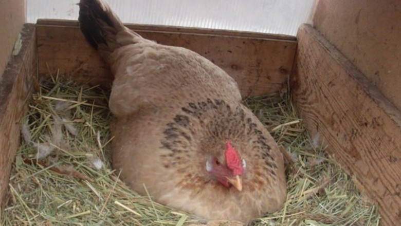 Rolnik był przekonany, że ta kura wysiaduje jaja! Gdy zobaczył kogo ogrzewała swoim ciałem, zaniemówił! 