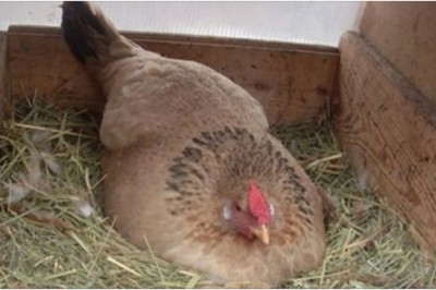 Rolnik był przekonany, że ta kura wysiaduje jaja! Gdy zobaczył kogo ogrzewała swoim ciałem, zaniemówił!