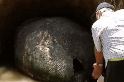 Rolnik znajduje metrowe