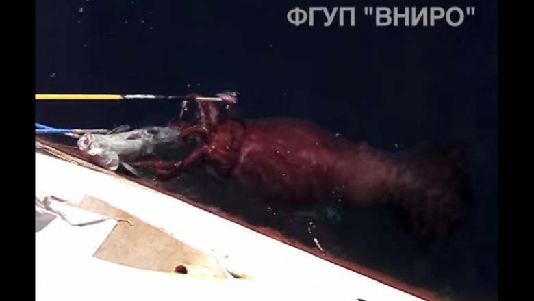 Rosyjscy rybacy nagrali spotkanie z morskim potworem.  Jego rozmiar mnie zszokował!