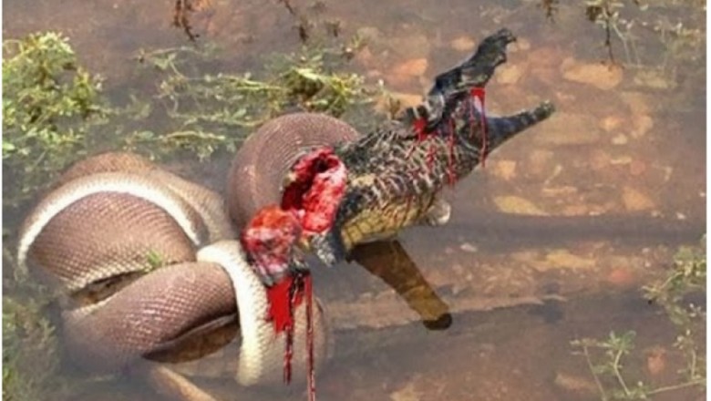 Sceny mrożące krew w żyłach! Najbardziej przerażające ataki dzikich zwierząt jakie widziałem!
