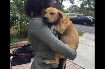 Skatowana suczka z bliznami na swoich plecach nie mogła uwierzyć, że w końcu znalazła dom! Zobacz!