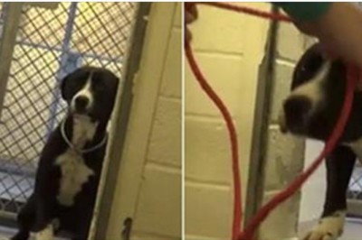 Spędził większość życia w schronisku! Reakcja gdy zrozumiał że będzie adoptowany łamie serce!