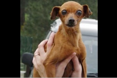 Straciła oko i spędziła 12 lat w ciasnej klatce! Zobacz reakcję suczki gdy zobaczyła wybawcę! 