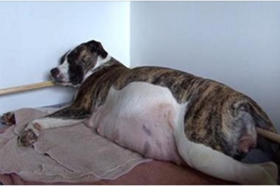 Suczka skrywała w swoim brzuchu wielki sekret!Zaniemówiłam gdy na świat przyszedł pierwszy maluch!