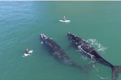 Surfer nieśmiało podpływa do dwóch wielkich wielorybów! Zobacz reakcje olbrzymów na widok ludzi!